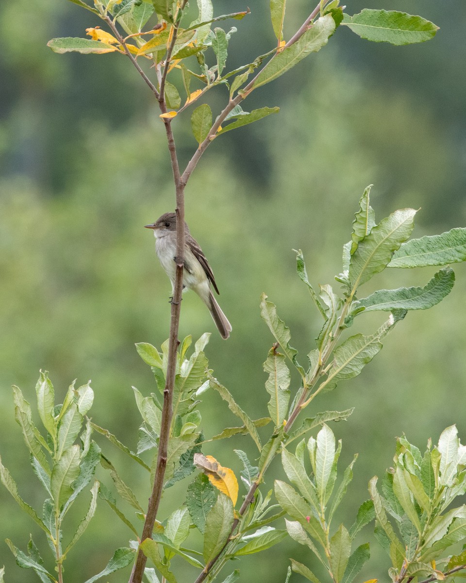 Willow Flycatcher - ML620694356