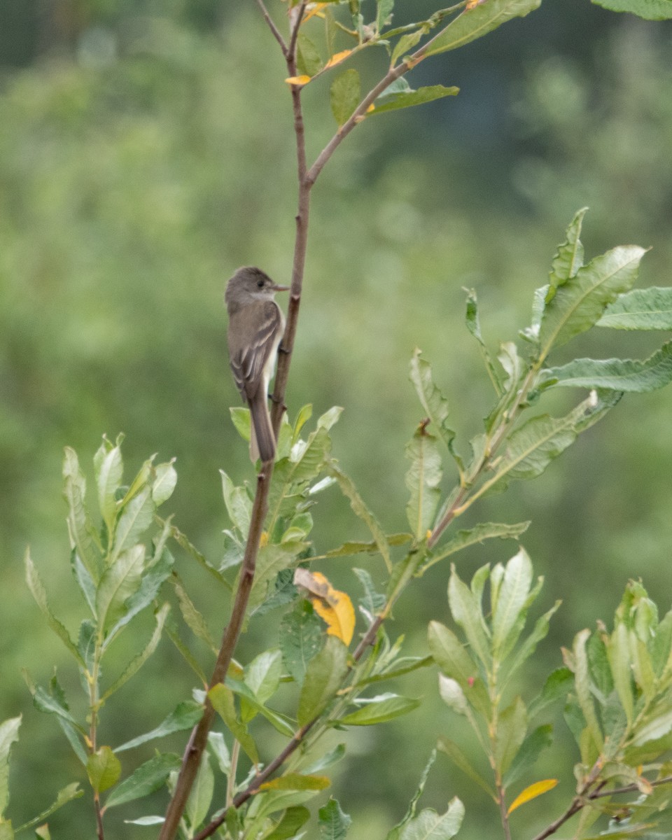 Willow Flycatcher - ML620694357