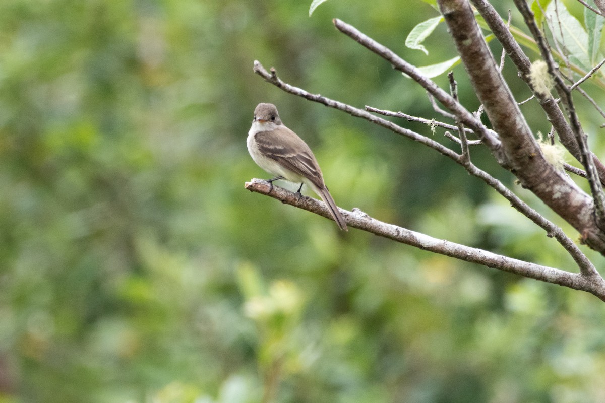 Willow Flycatcher - ML620694358