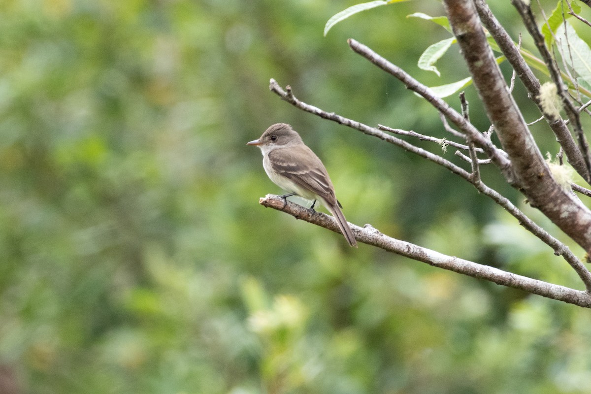 Willow Flycatcher - ML620694359