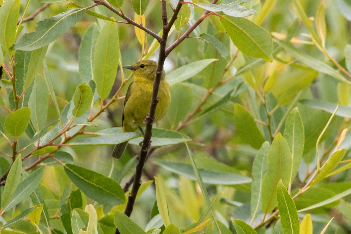 Orange-crowned Warbler - ML620694360