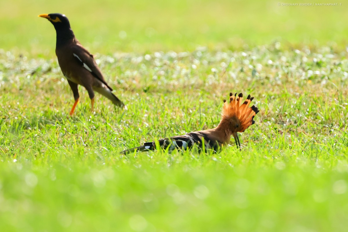 Eurasian Hoopoe - ML620694361