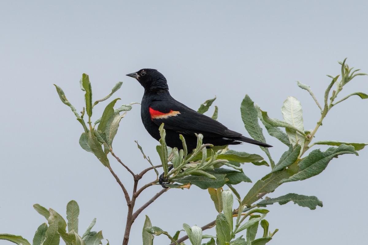 Red-winged Blackbird - ML620694364