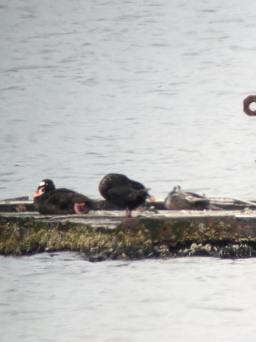 Harlequin Duck - ML620694365