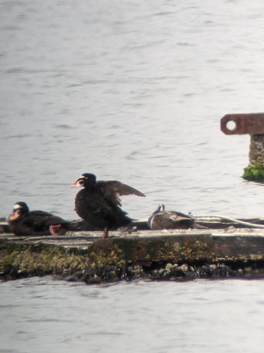 Harlequin Duck - ML620694366