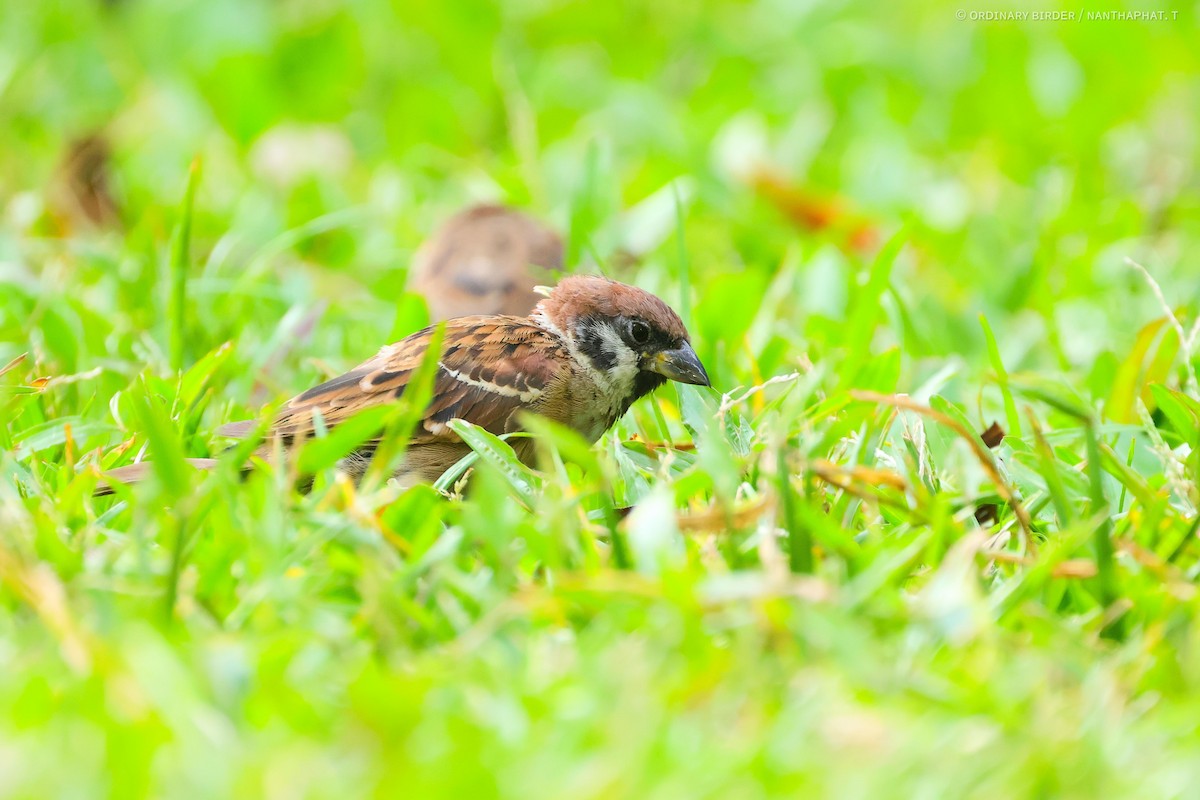 Eurasian Tree Sparrow - ML620694367