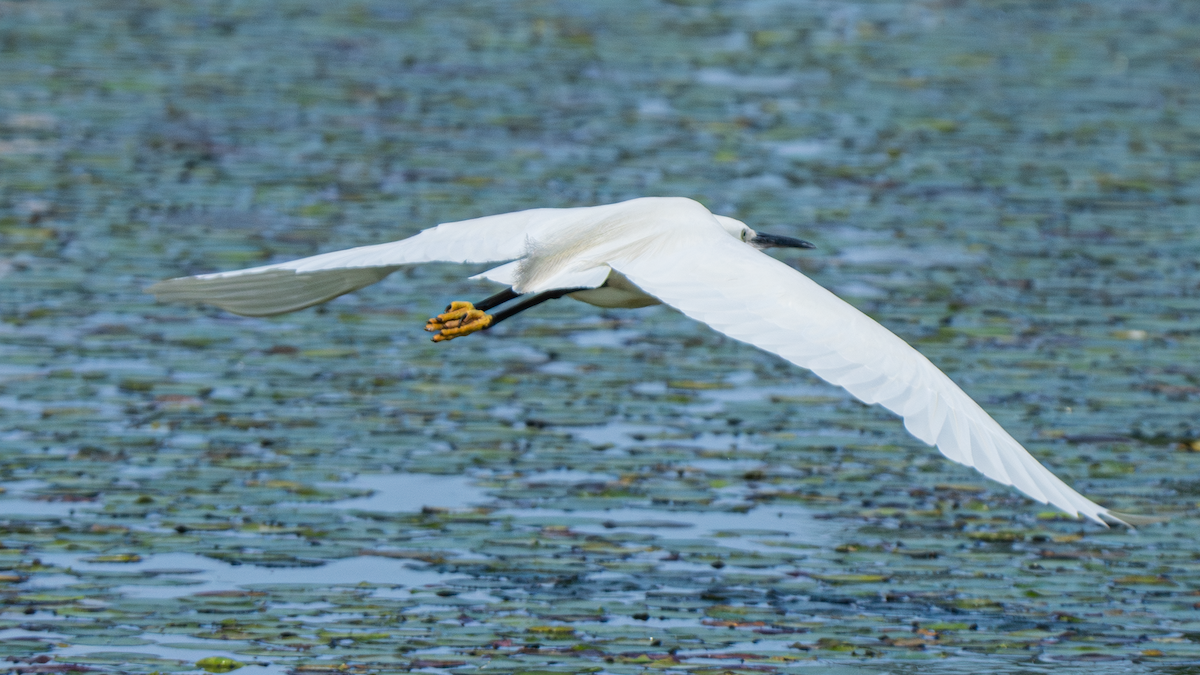 Little Egret - ML620694368