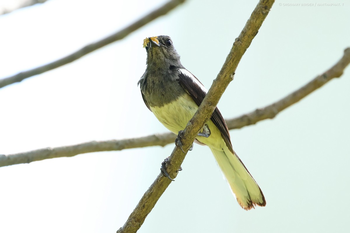 Oriental Magpie-Robin - ML620694369