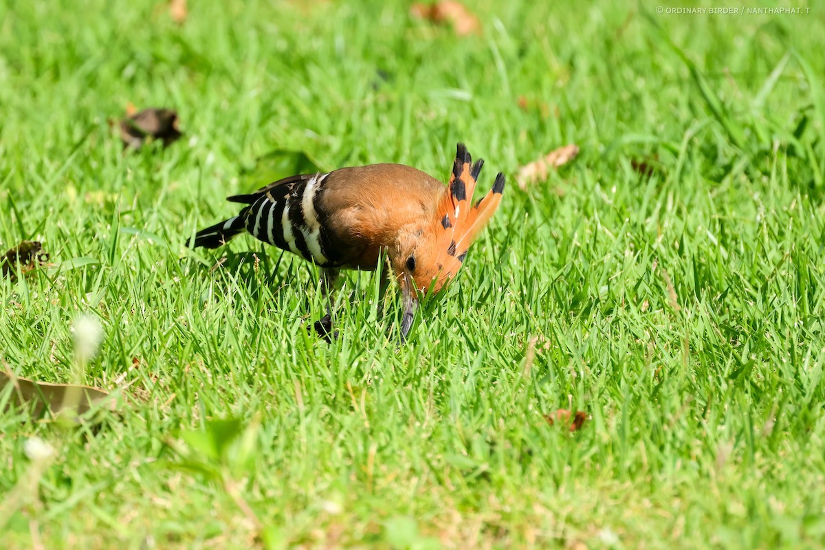 Eurasian Hoopoe - ML620694373