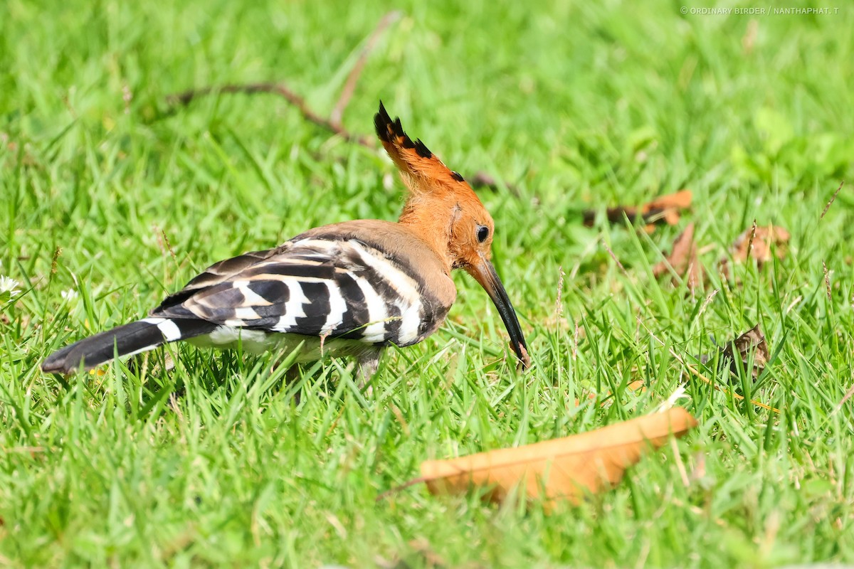 Eurasian Hoopoe - ordinary birder