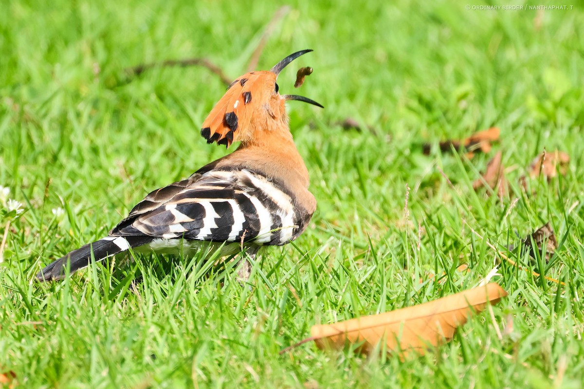 Eurasian Hoopoe - ML620694375