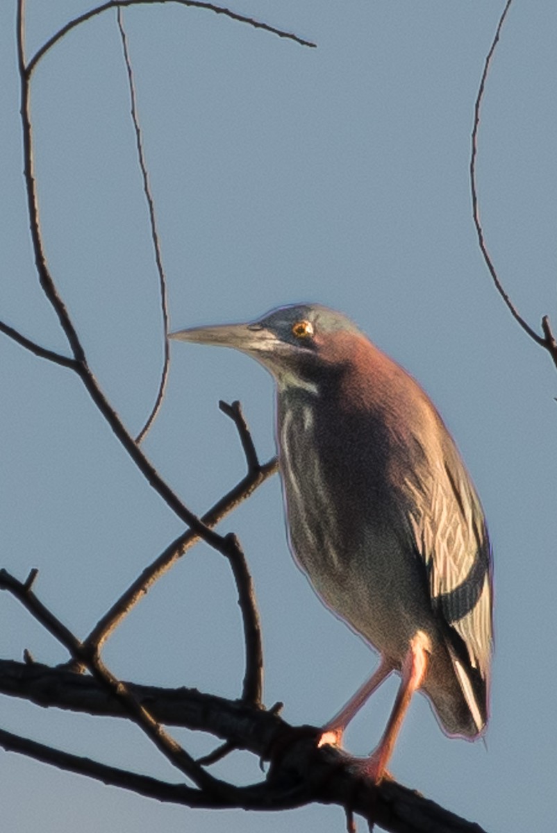 Green Heron - ML620694379