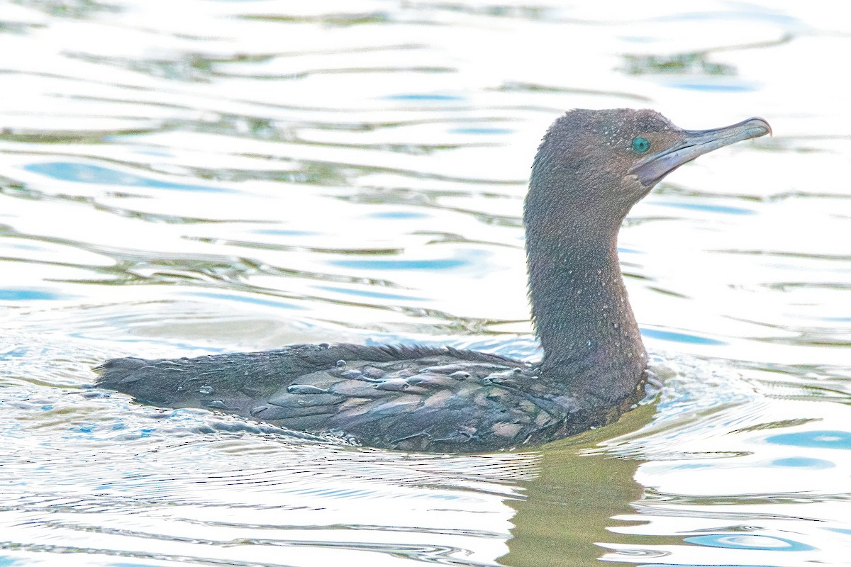 Little Black Cormorant - ML620694389