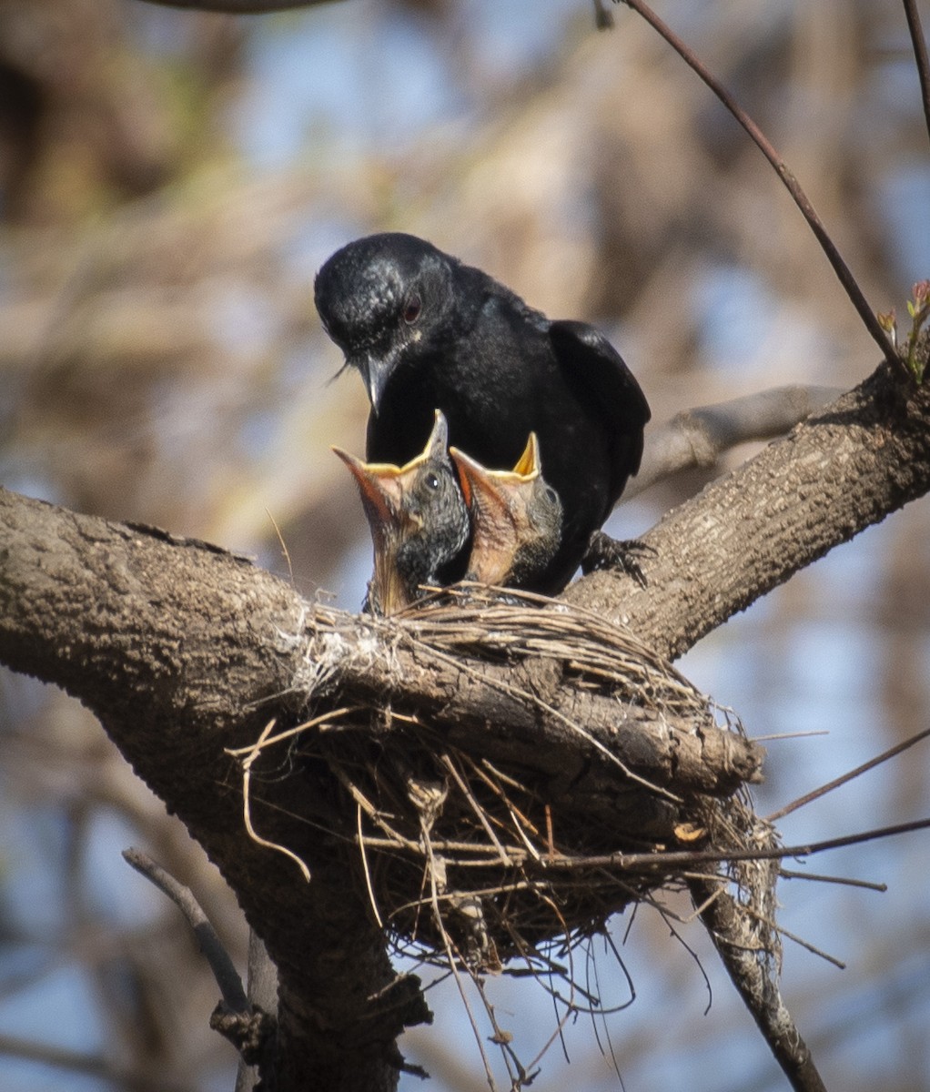 drongo černý - ML620694390