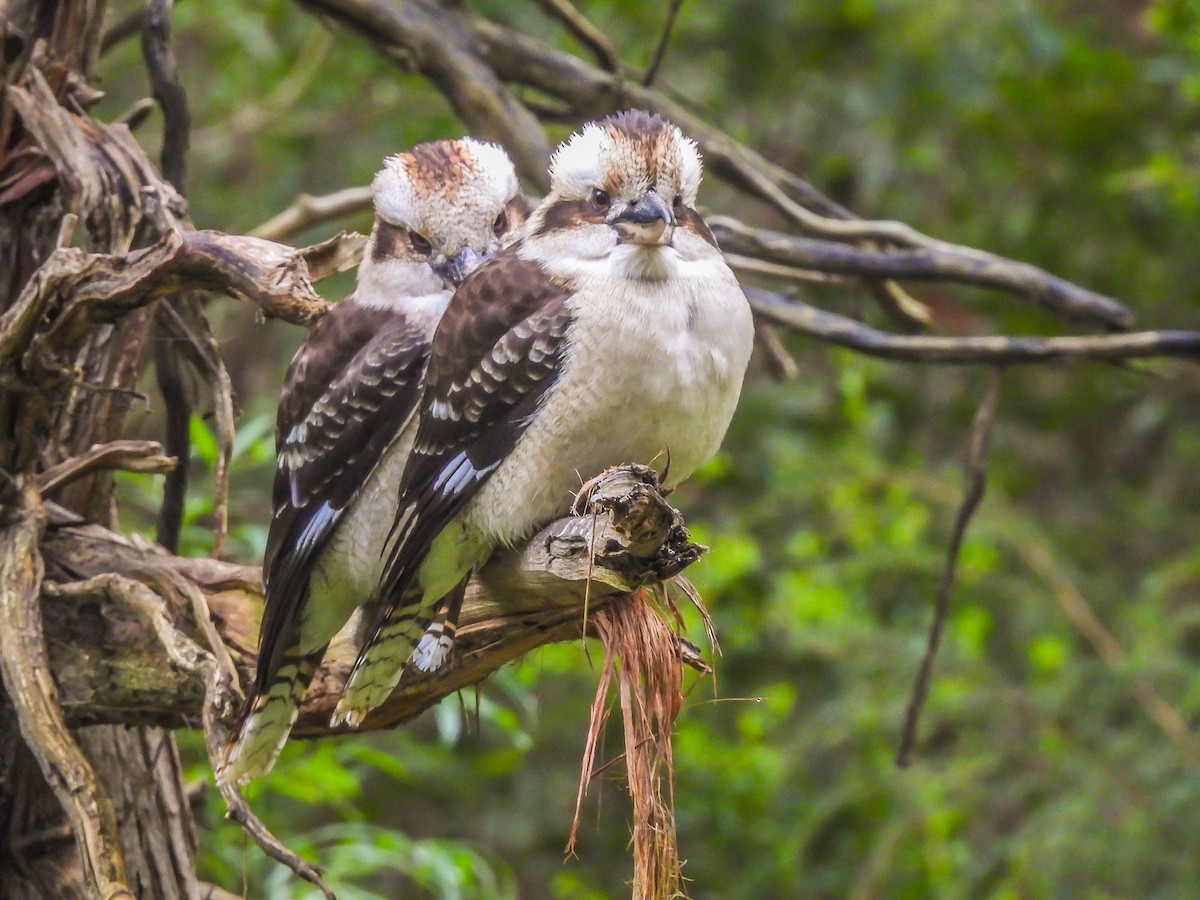 Laughing Kookaburra - ML620694391