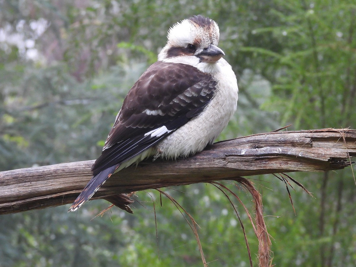 Laughing Kookaburra - ML620694392