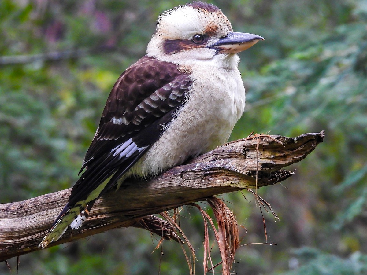 Laughing Kookaburra - ML620694393