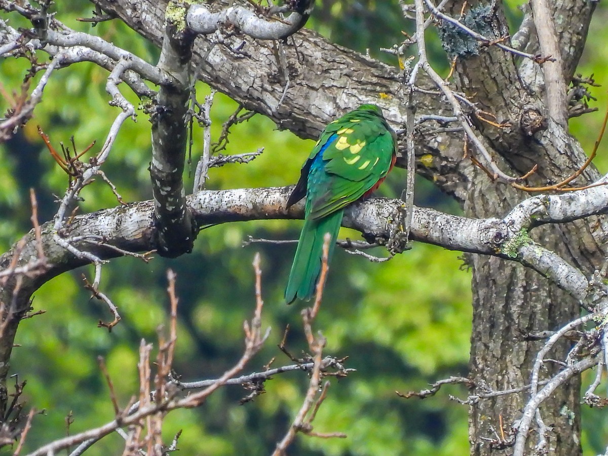 Australian King-Parrot - ML620694394