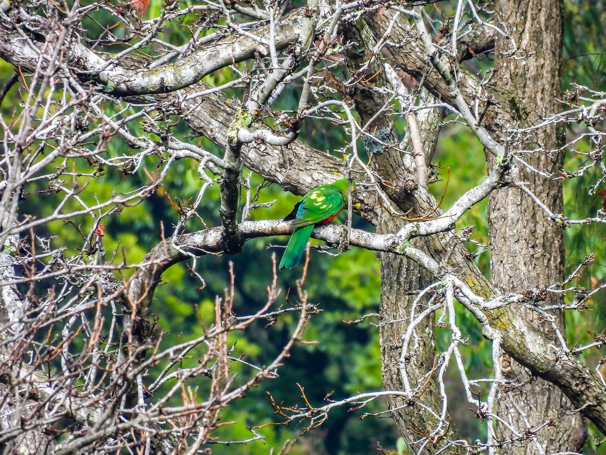 キンショウジョウインコ - ML620694395