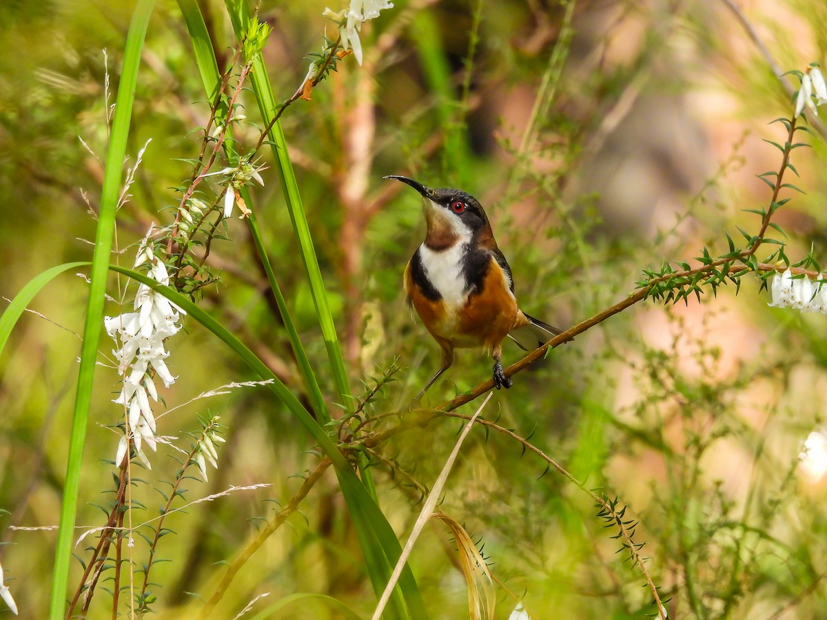 Eastern Spinebill - ML620694396