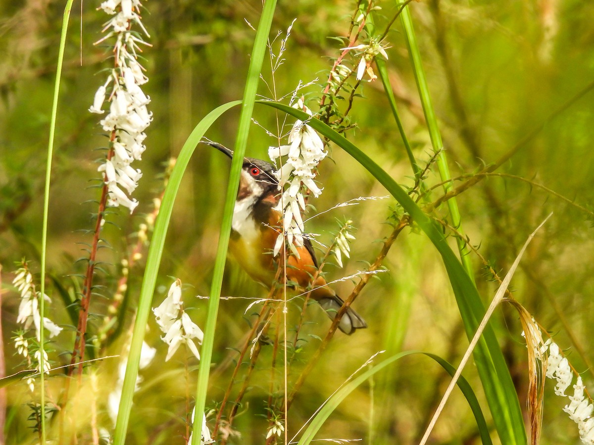 Eastern Spinebill - ML620694397