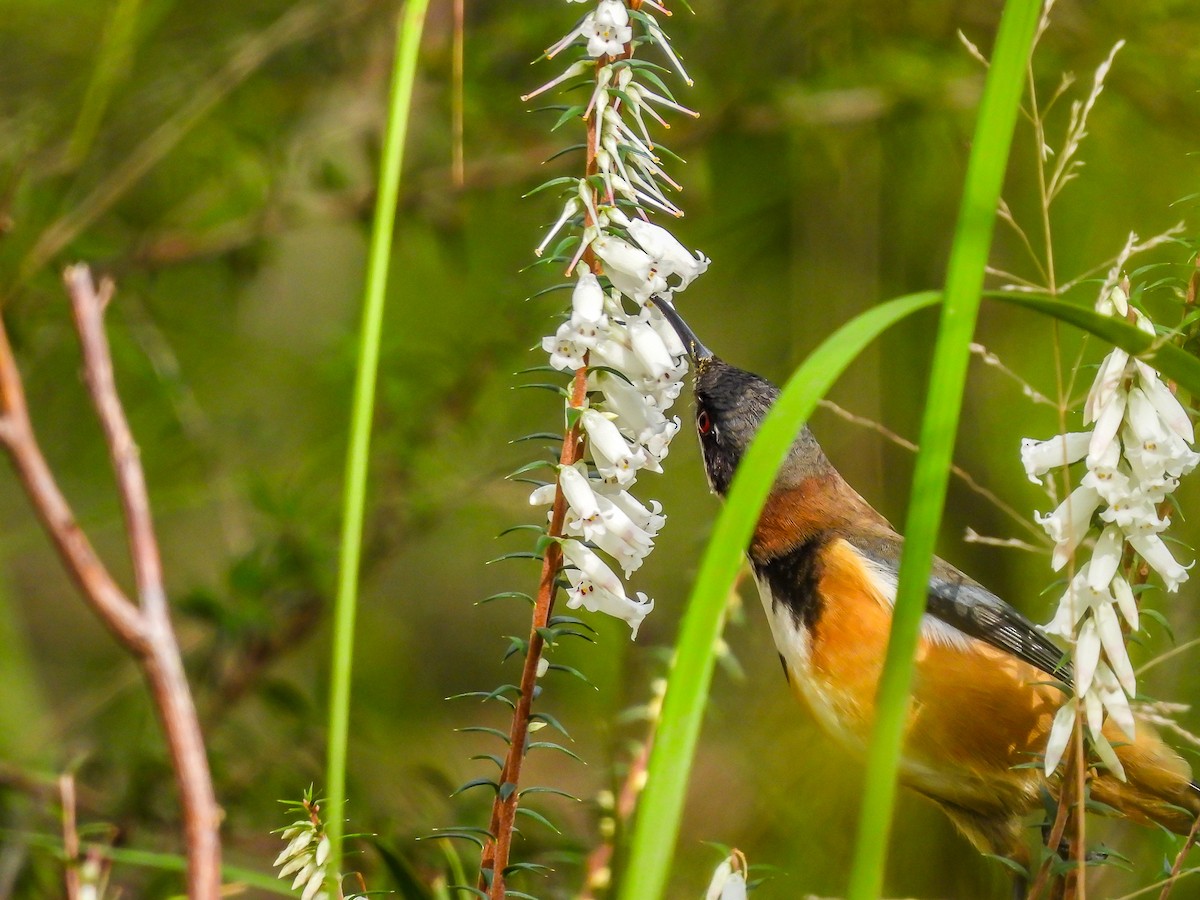 Eastern Spinebill - Kathie Thomas