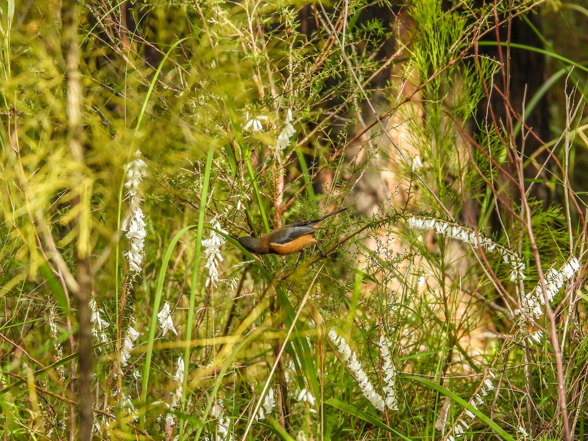 Eastern Spinebill - ML620694399