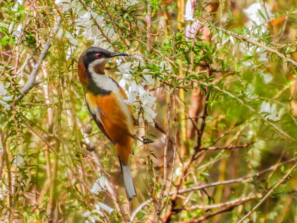 Eastern Spinebill - Kathie Thomas