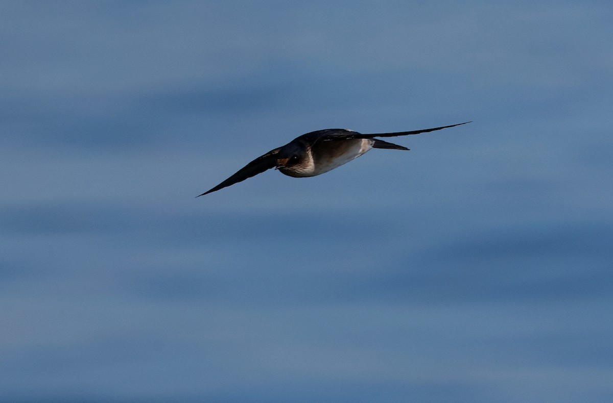 Golondrina Arborícola - ML620694402