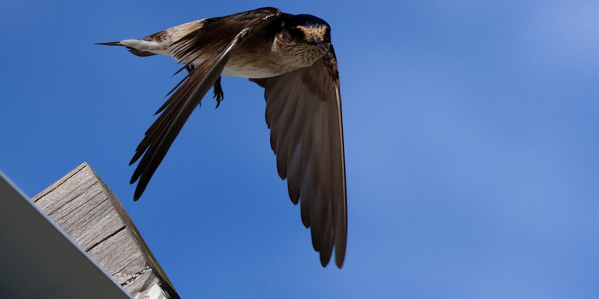 Golondrina Arborícola - ML620694403