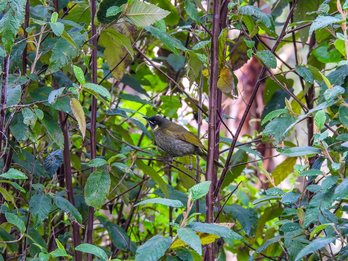 Lewin's Honeyeater - ML620694404