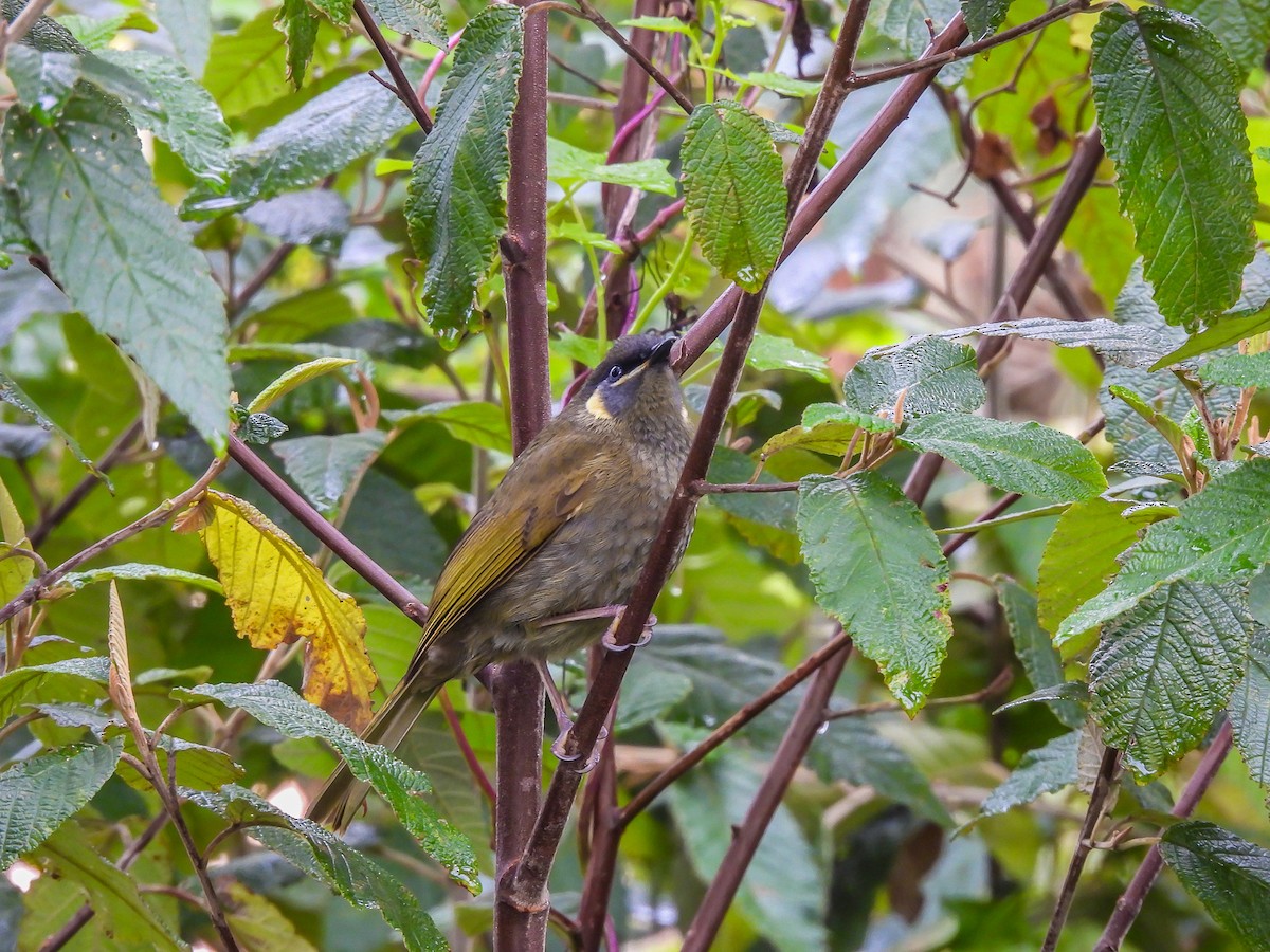 Lewin's Honeyeater - ML620694405