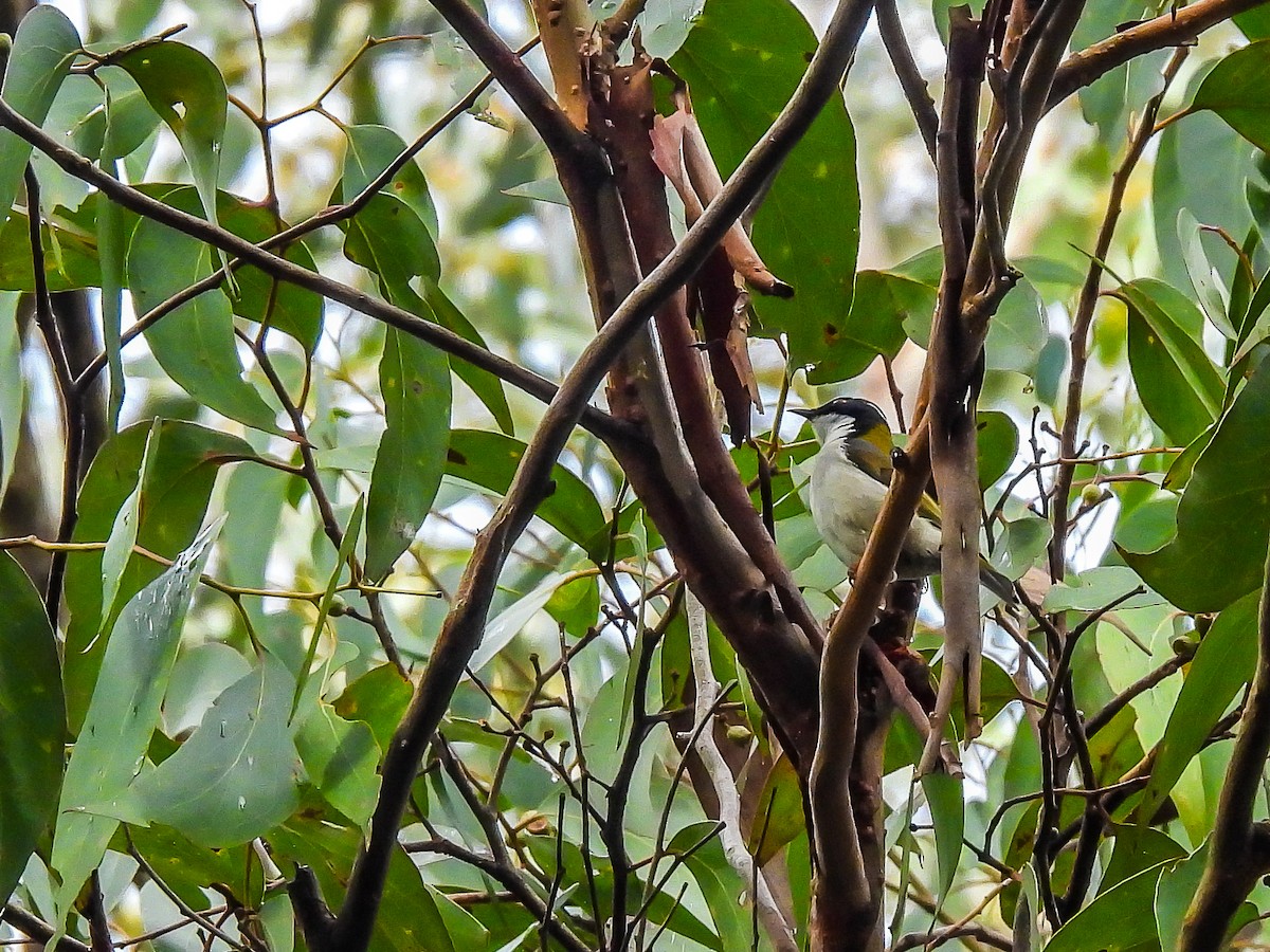 White-naped Honeyeater - ML620694406