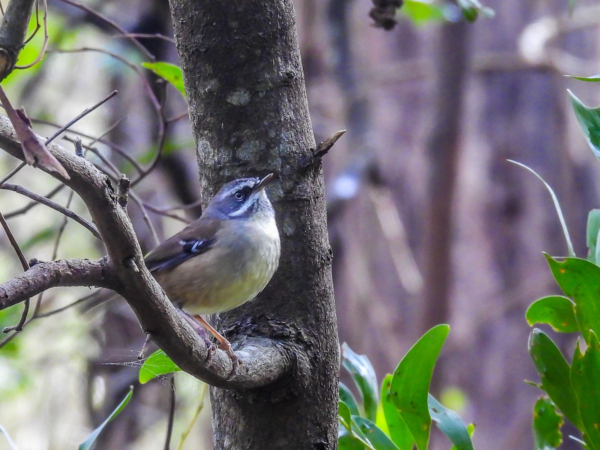 White-browed Scrubwren - ML620694407