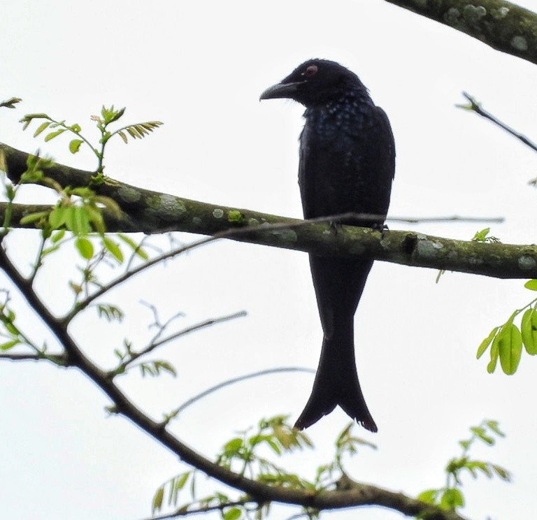 Crow-billed Drongo - ML620694408