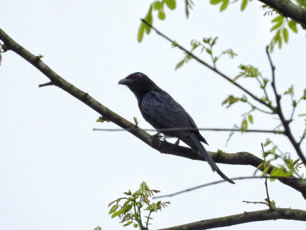 Crow-billed Drongo - ML620694409