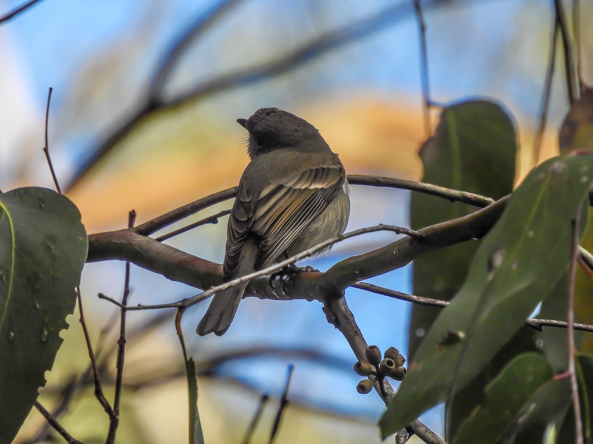 Golden Whistler - Kathie Thomas