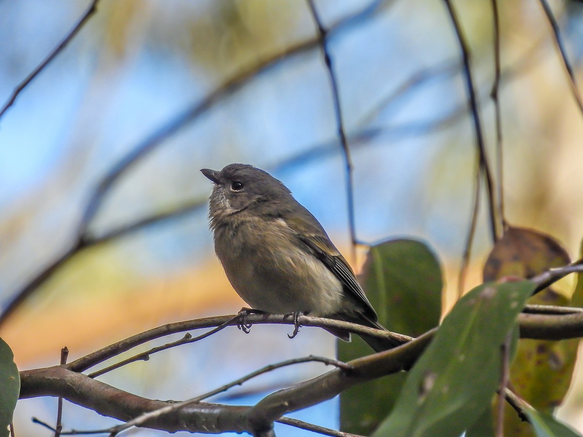 Golden Whistler - ML620694411