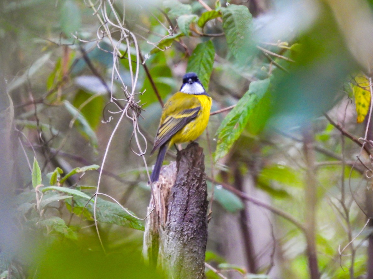 Golden Whistler - ML620694412