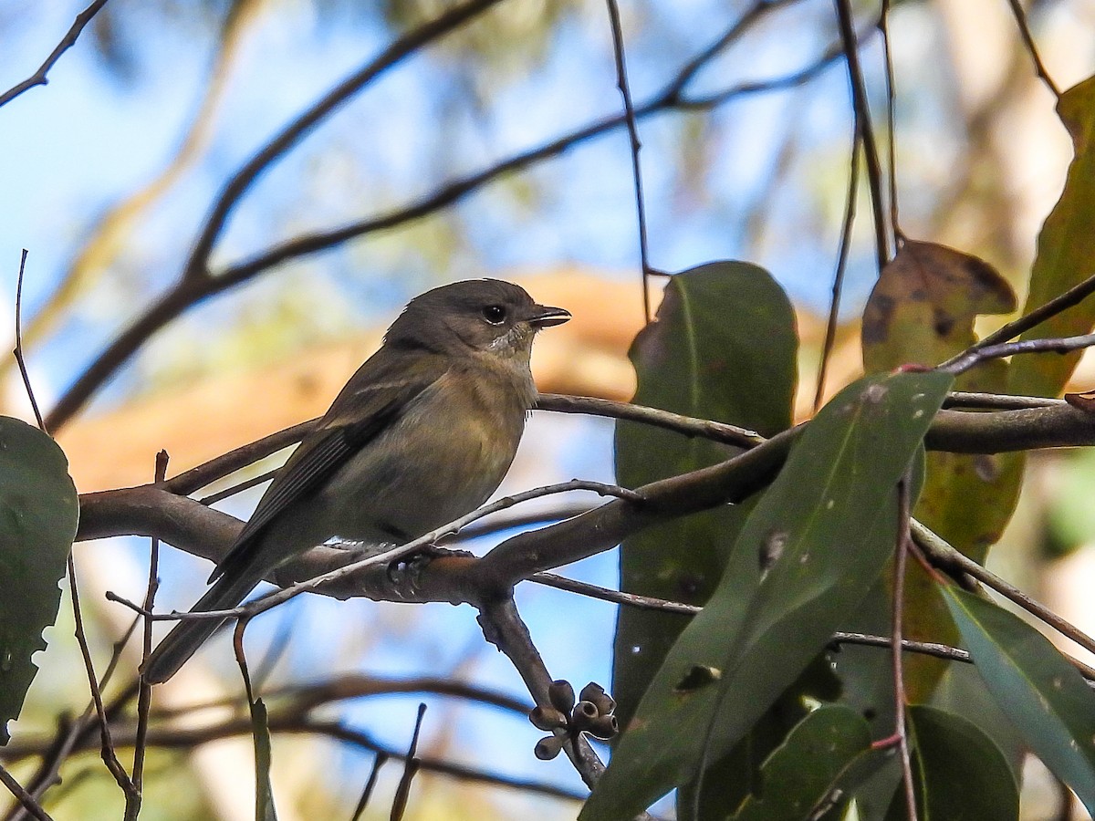 Golden Whistler - ML620694413