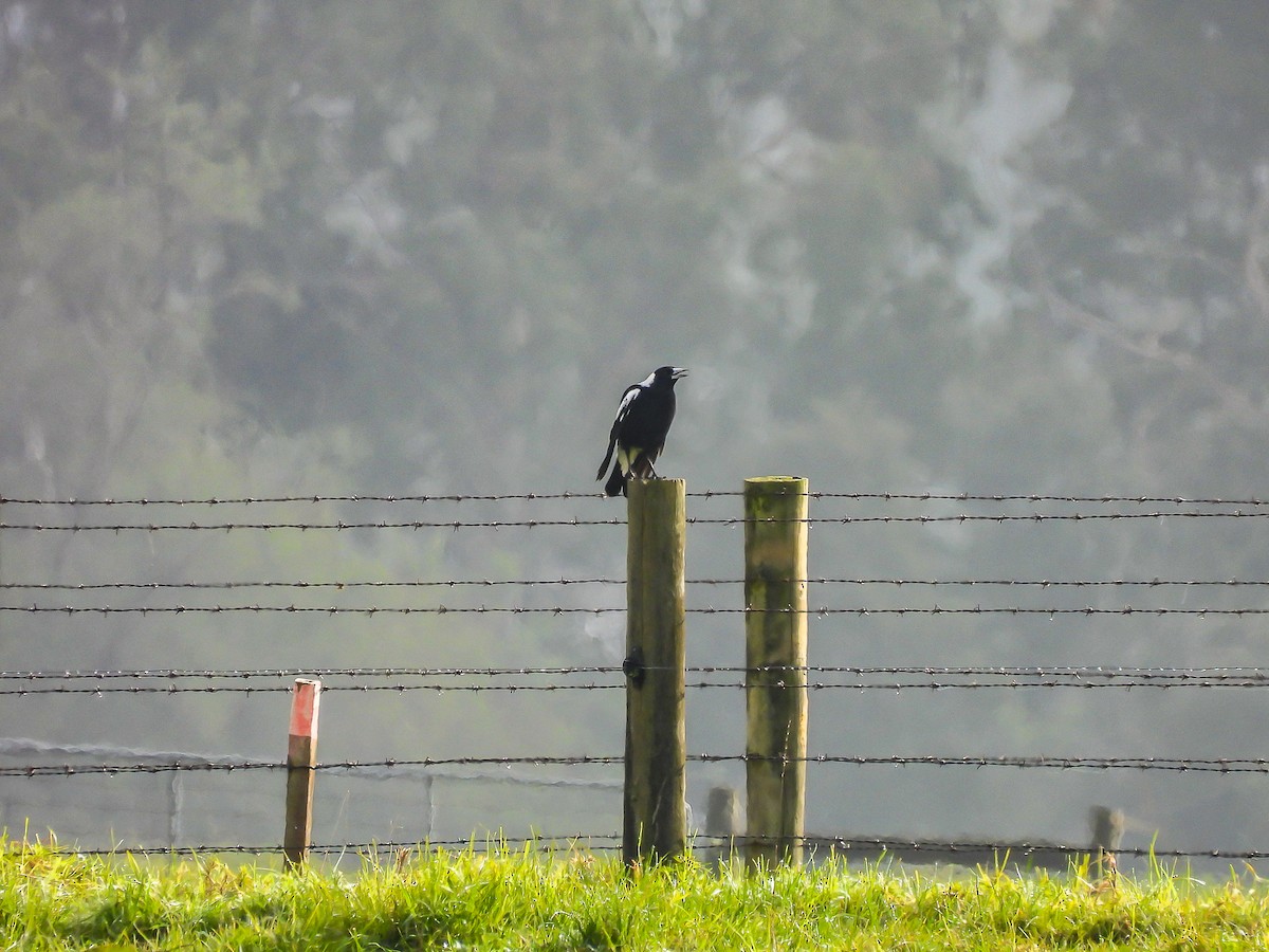 Australian Magpie - ML620694415