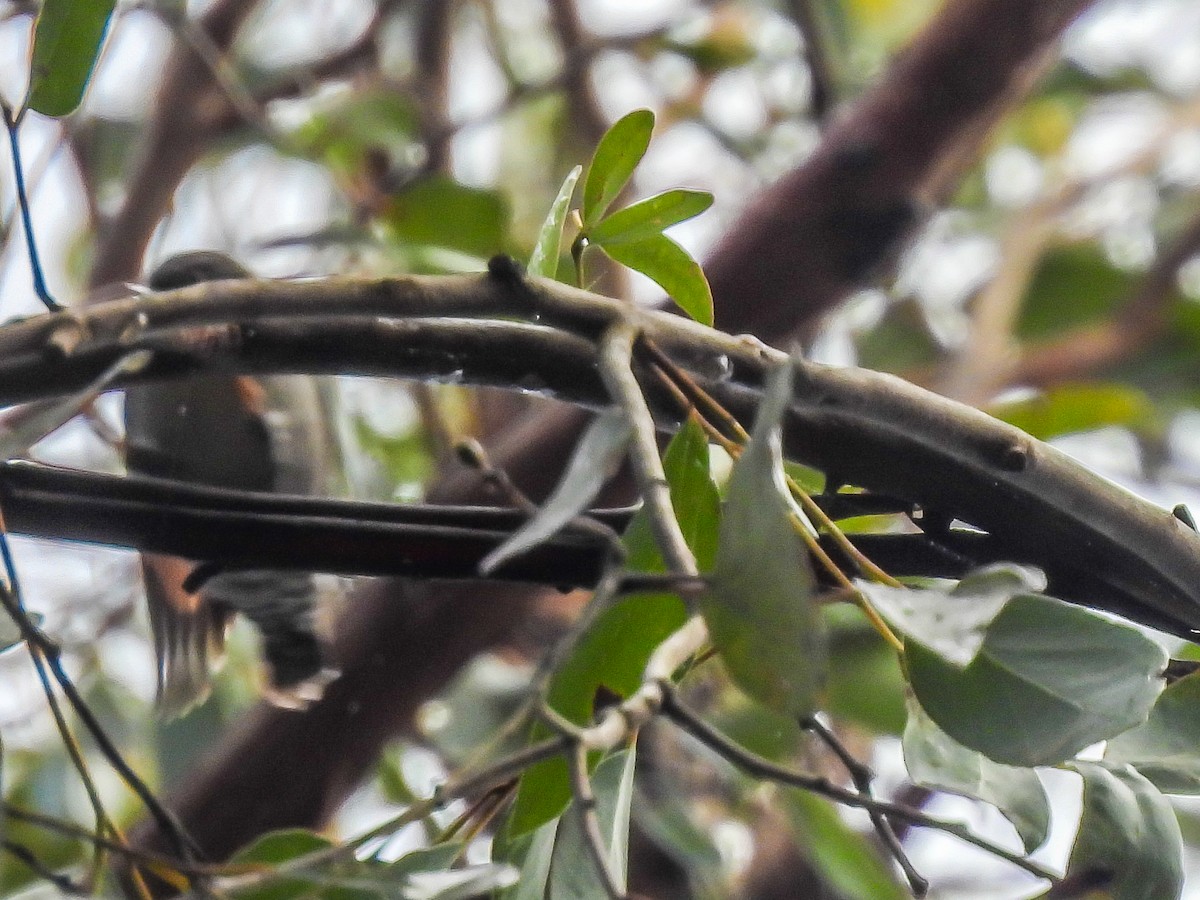 Rufous-tailed Fantail - ML620694416