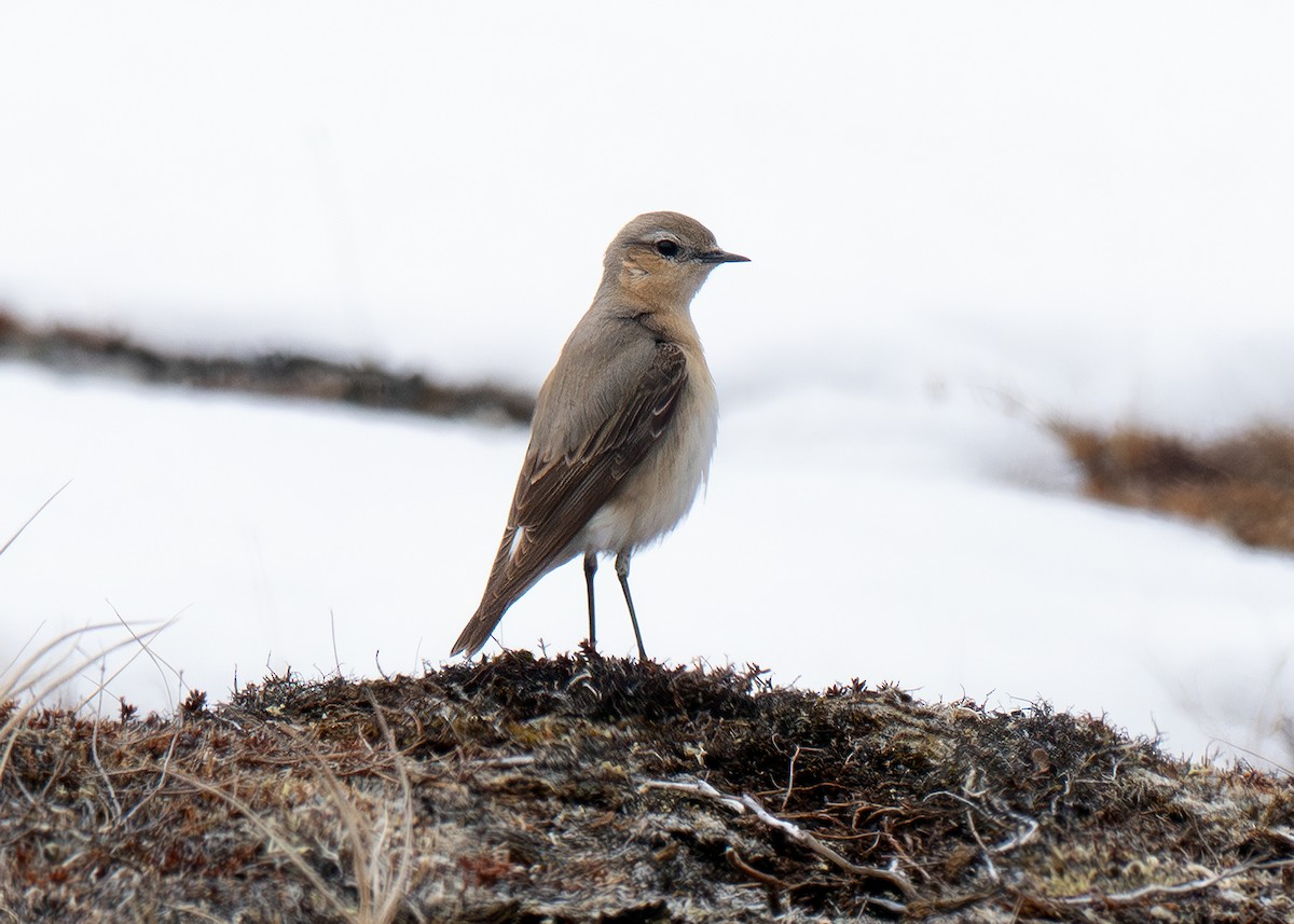 Northern Wheatear - ML620694419