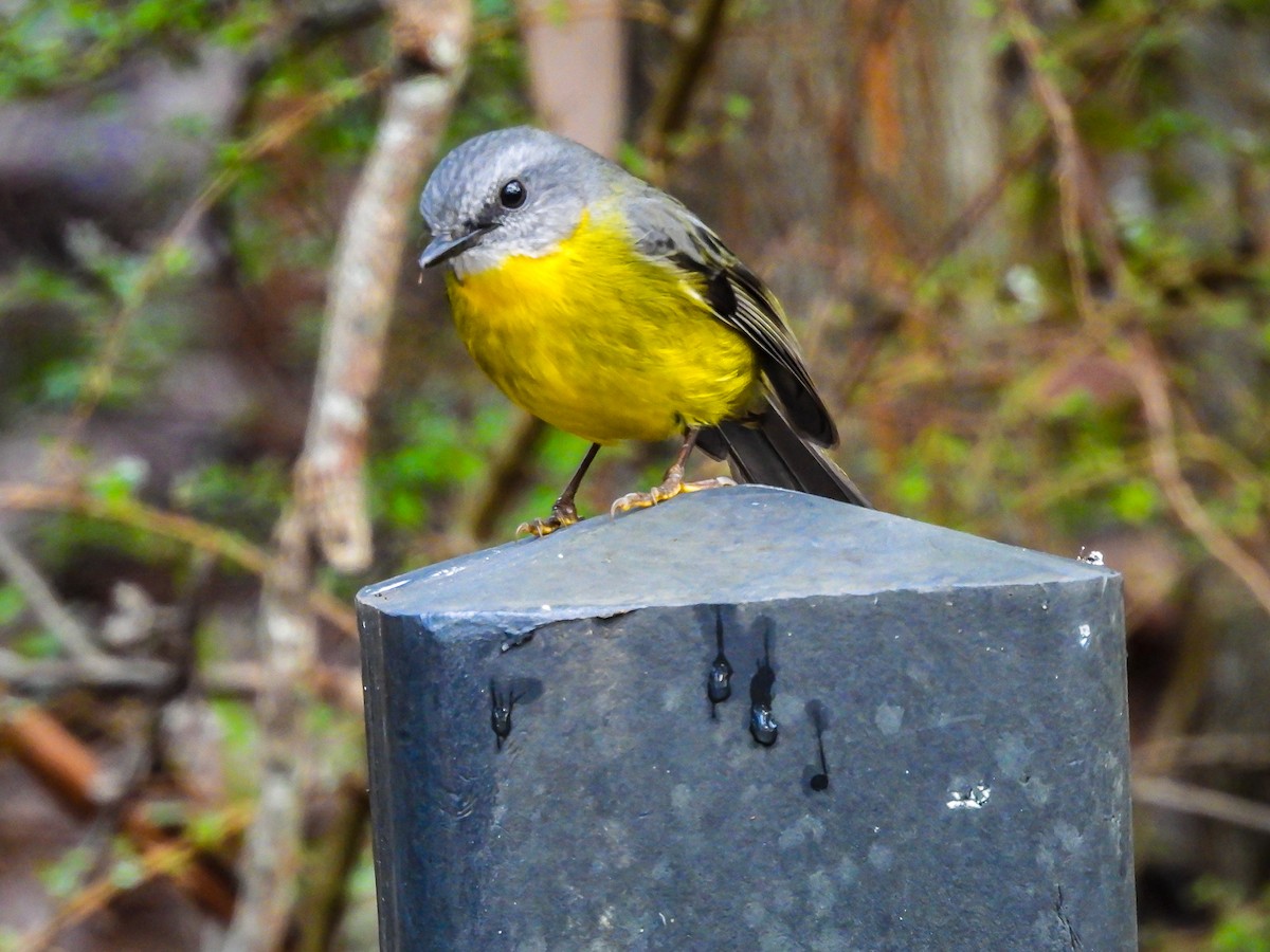 Eastern Yellow Robin - ML620694420