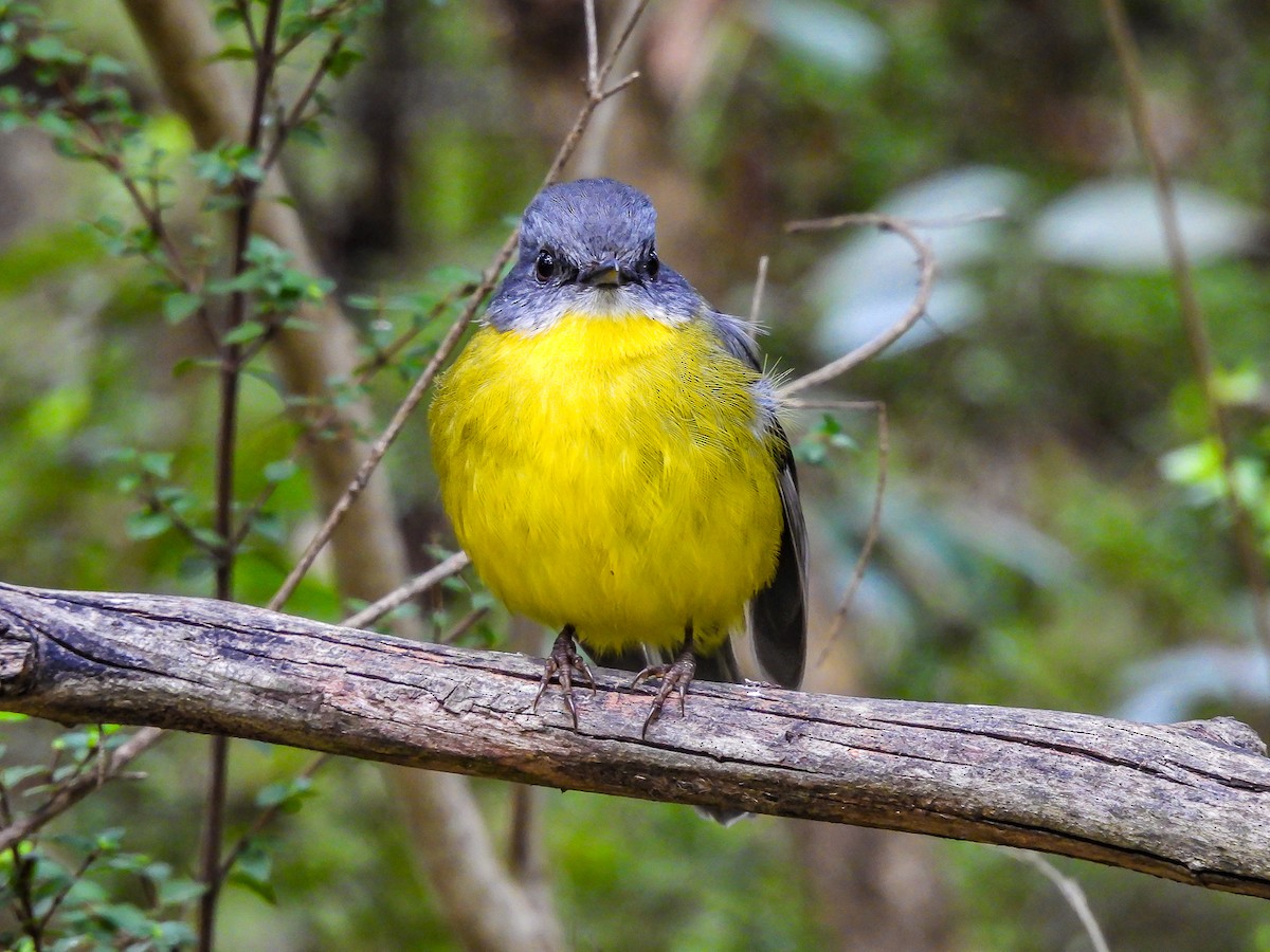 Eastern Yellow Robin - Kathie Thomas