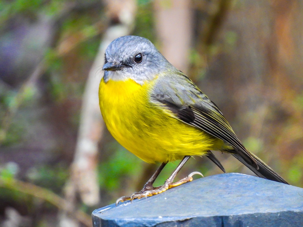 Eastern Yellow Robin - Kathie Thomas