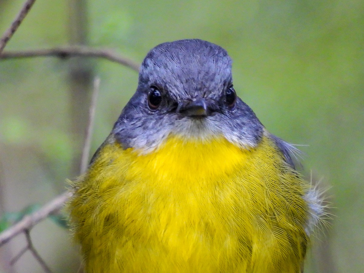 Eastern Yellow Robin - ML620694423