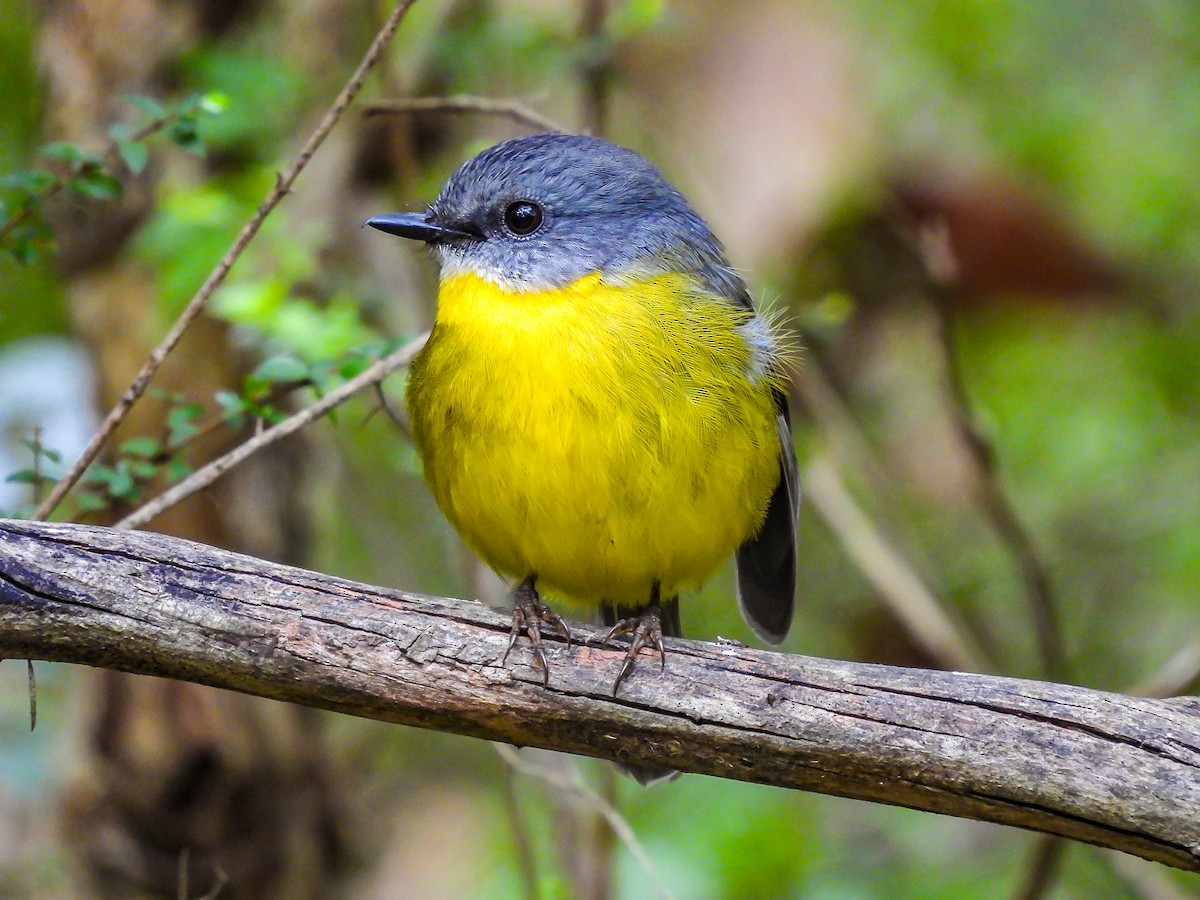 Eastern Yellow Robin - ML620694424