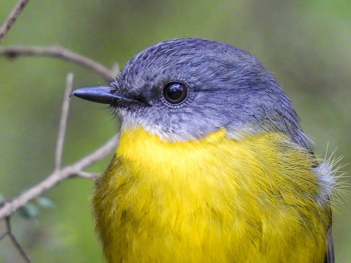 Eastern Yellow Robin - ML620694425