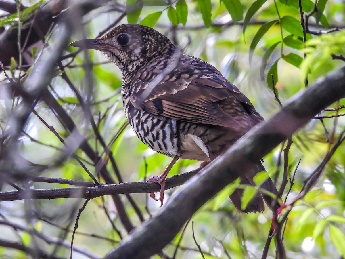 Bassian Thrush - Kathie Thomas